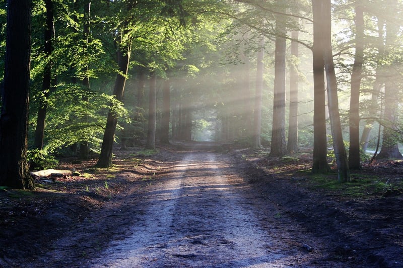 Meditative Nature